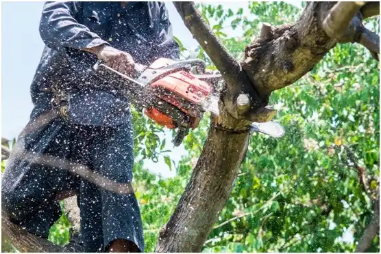 tree services Lexington